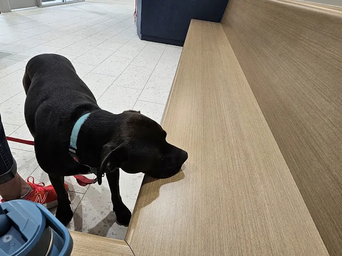 Midwest Veterinary Specialists Picture 3