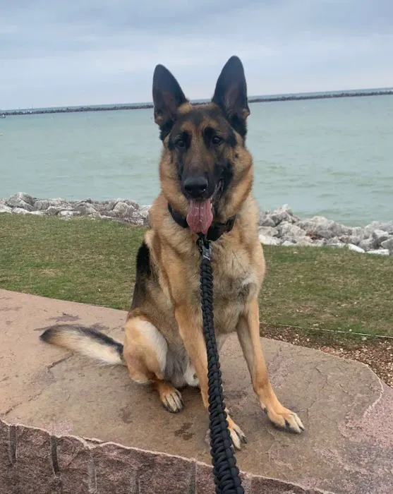 Midwest Veterinary Specialists Picture 8