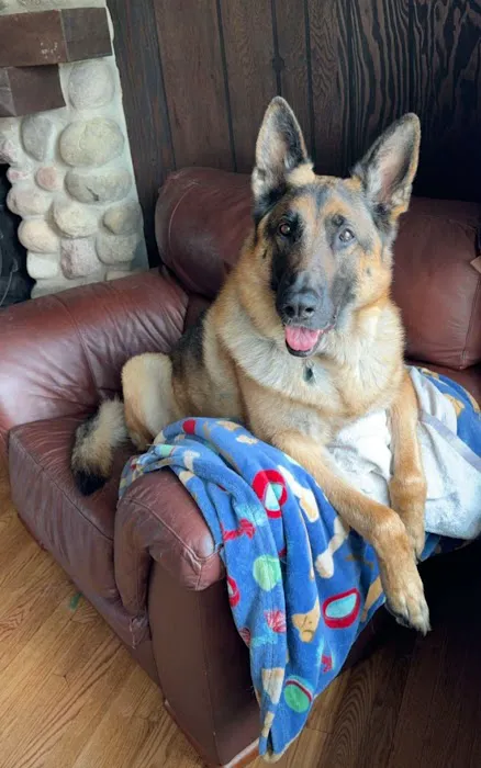 Midwest Veterinary Specialists Picture 7