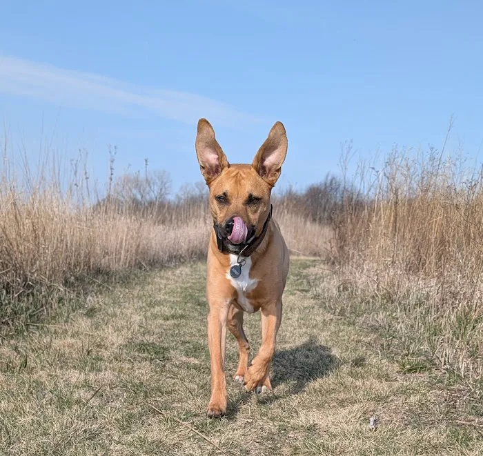 Midwest Veterinary Specialists Picture 9