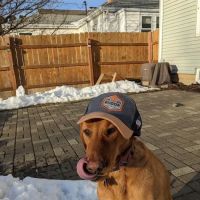 Frontier Veterinary Urgent Care ico