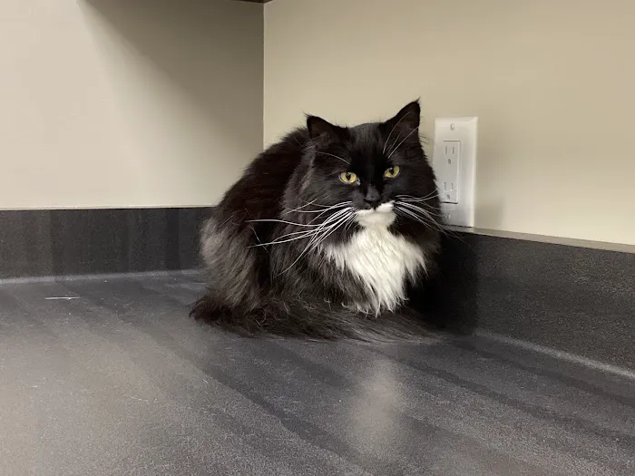 Frontier Veterinary Urgent Care Picture 3