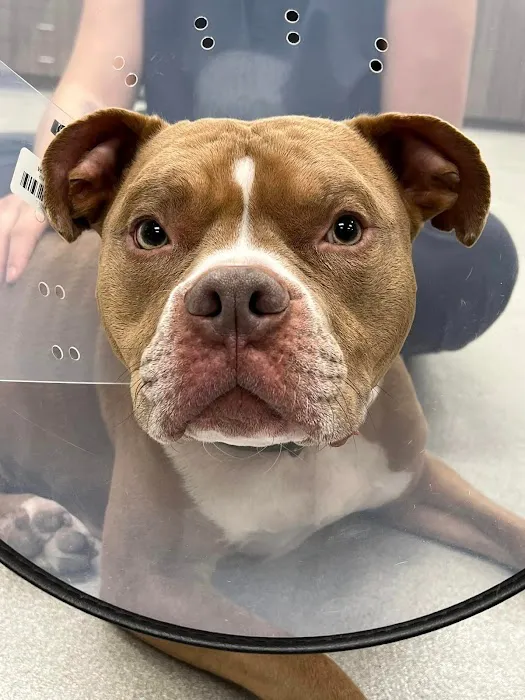 Frontier Veterinary Urgent Care Picture 9