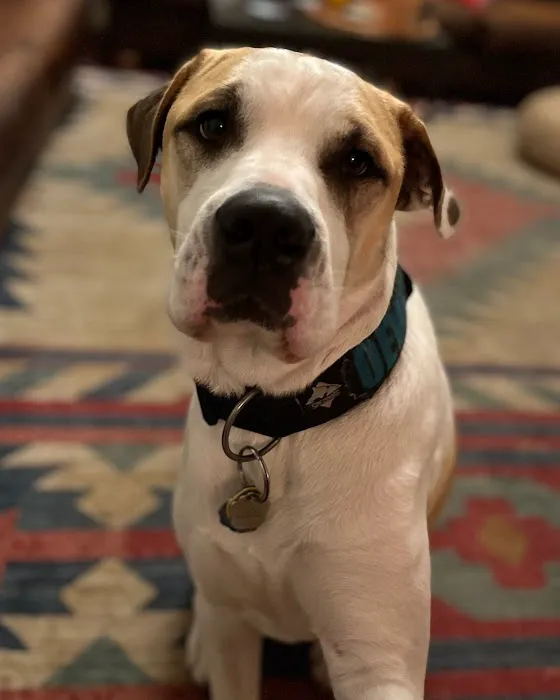 Frontier Veterinary Urgent Care Picture 8