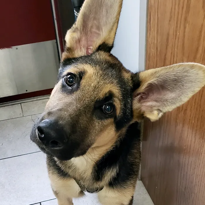 Alta View Veterinary Clinic Picture 8