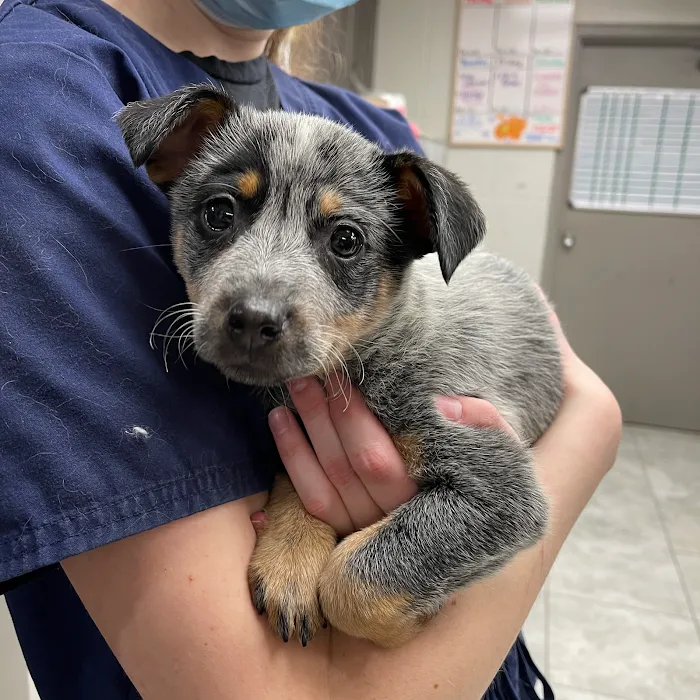 Alta View Veterinary Clinic Picture 9