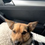 VCA Milwaukee Emergency Center for Animals