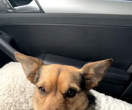 VCA Milwaukee Emergency Center for Animals