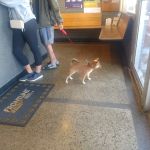 Layton Animal Hospital