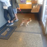 Layton Animal Hospital ico