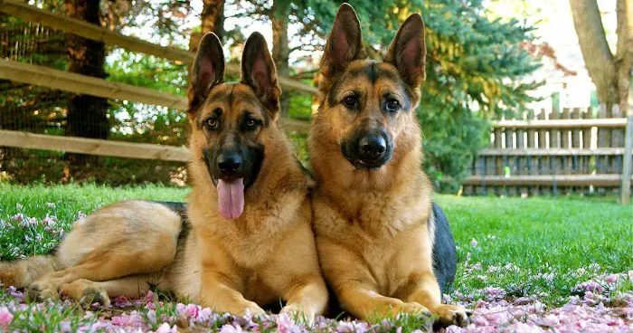 Layton Animal Hospital Picture 3