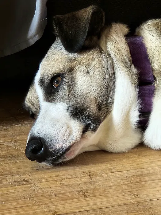 Layton Animal Hospital Picture 4