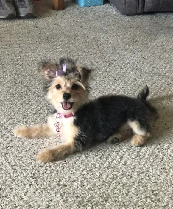 Layton Animal Hospital Picture 6