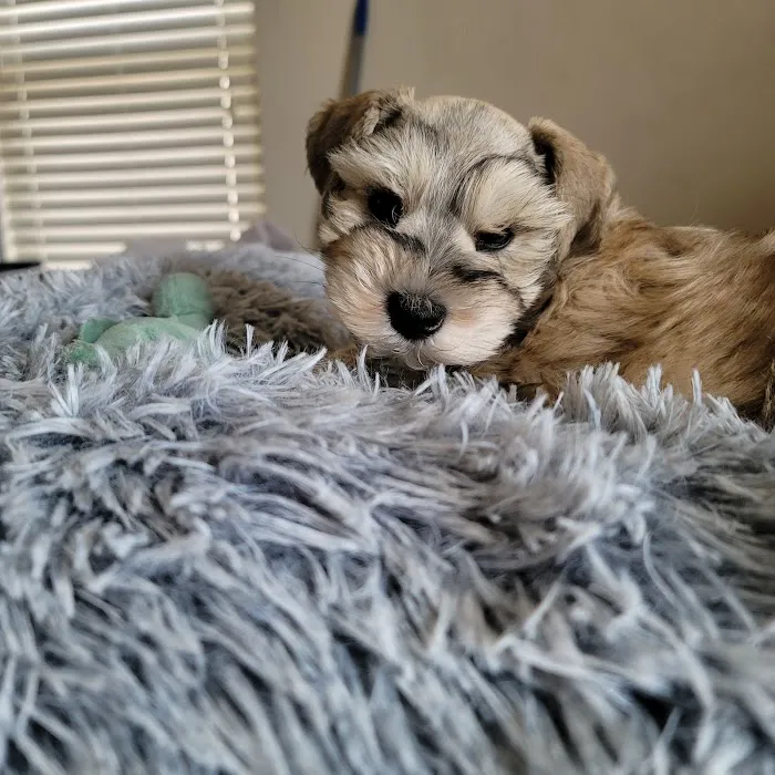 Layton Animal Hospital Picture 8