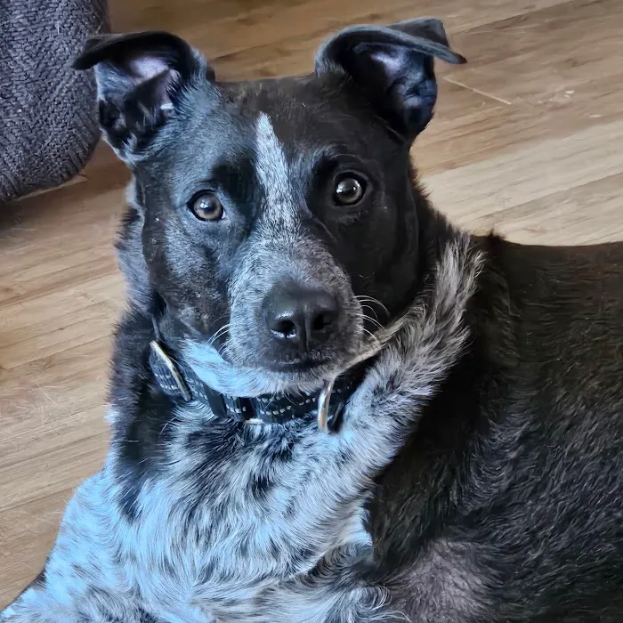 Layton Animal Hospital Picture 9