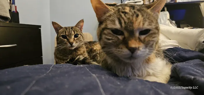 Airport Animal Hospital Picture 3