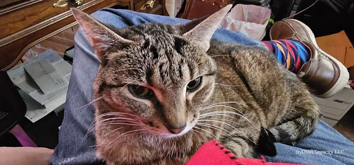 Airport Animal Hospital Picture 4