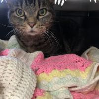 Airport Animal Hospital ico