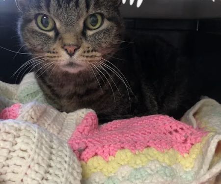 Airport Animal Hospital