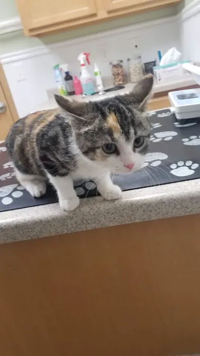 Airport Animal Hospital Picture 8