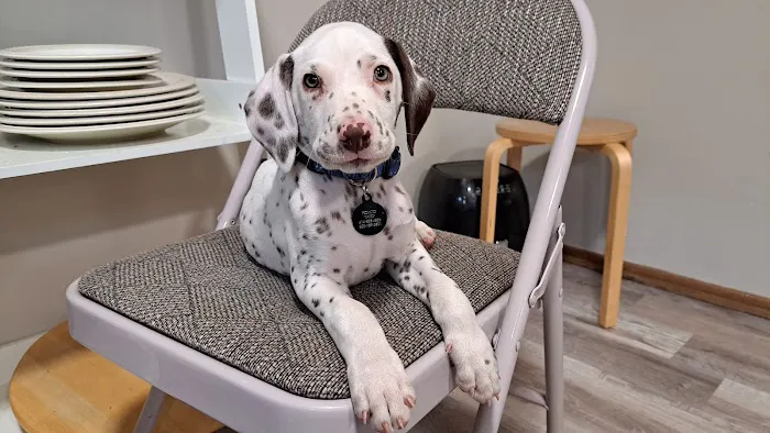 Advanced Animal Hospital - WI Picture 1