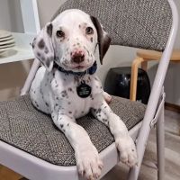 Advanced Animal Hospital - WI ico