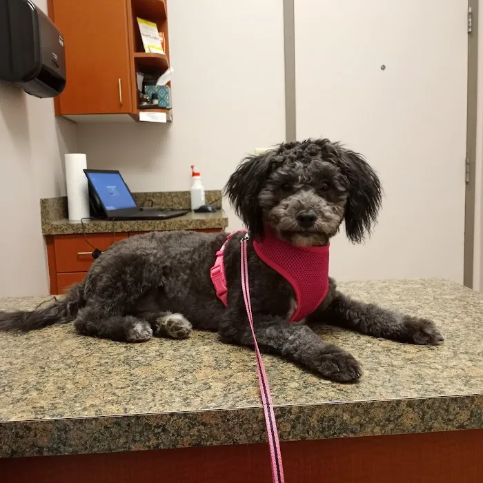 Advanced Animal Hospital - WI Picture 4