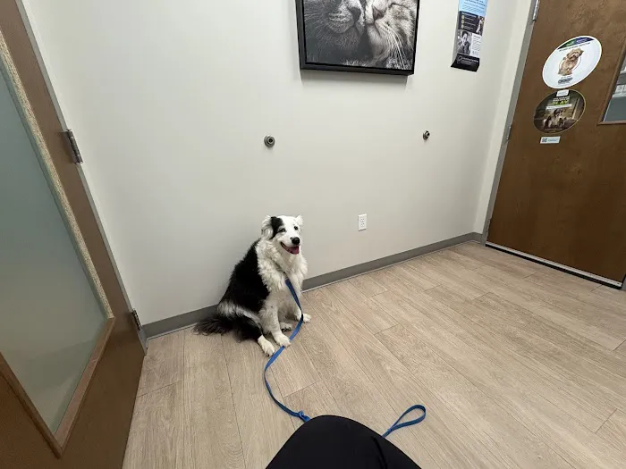 St. Francis Animal Hospital Picture 1