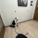 St. Francis Animal Hospital