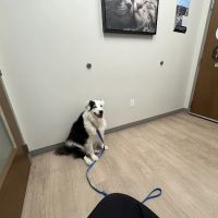 St. Francis Animal Hospital ico