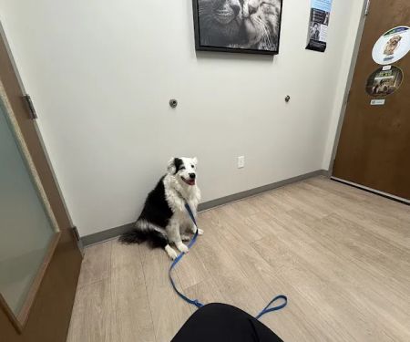 St. Francis Animal Hospital