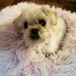 VCA Associates in Pet Care Animal Hospital