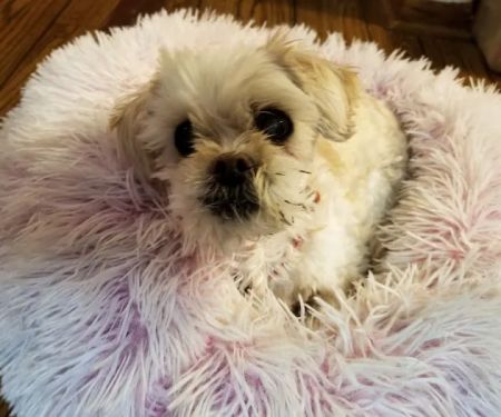 VCA Associates in Pet Care Animal Hospital