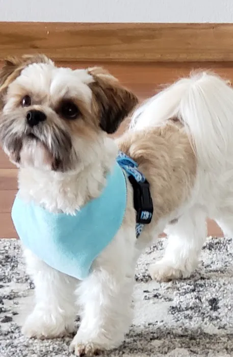 Vetco Vaccination Clinic Picture 2