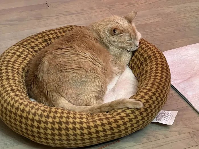 COVE Center of Veterinary Excellence Picture 3