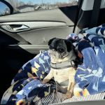 COVE Center of Veterinary Excellence