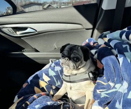 COVE Center of Veterinary Excellence