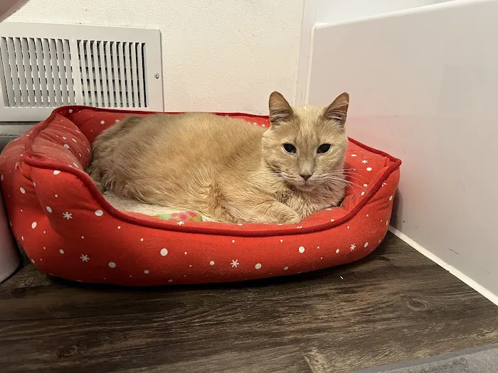 COVE Center of Veterinary Excellence Picture 4