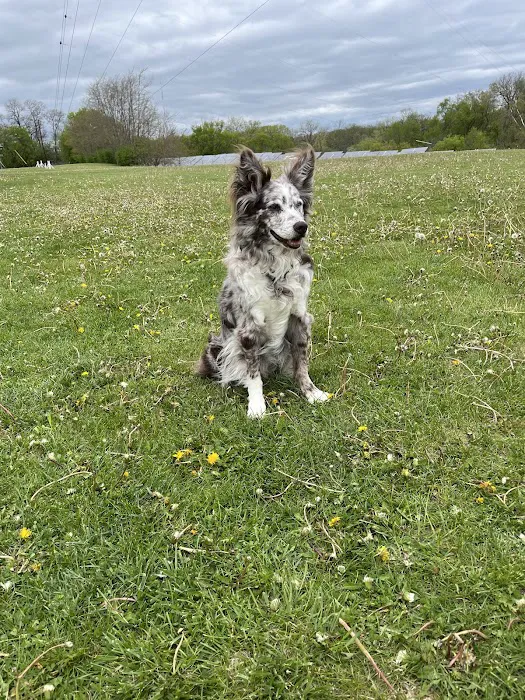 COVE Center of Veterinary Excellence Picture 7