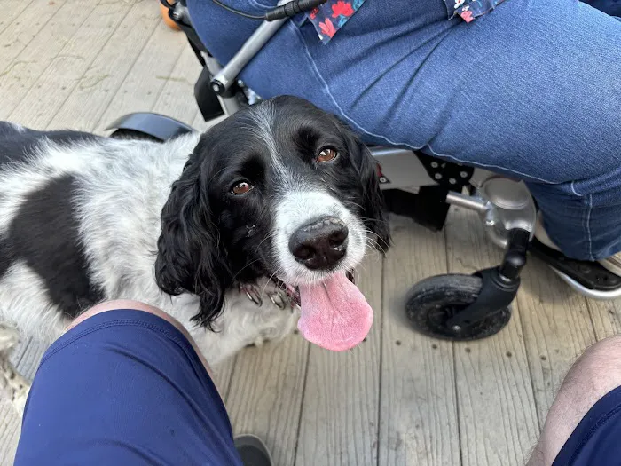 COVE Center of Veterinary Excellence Picture 6