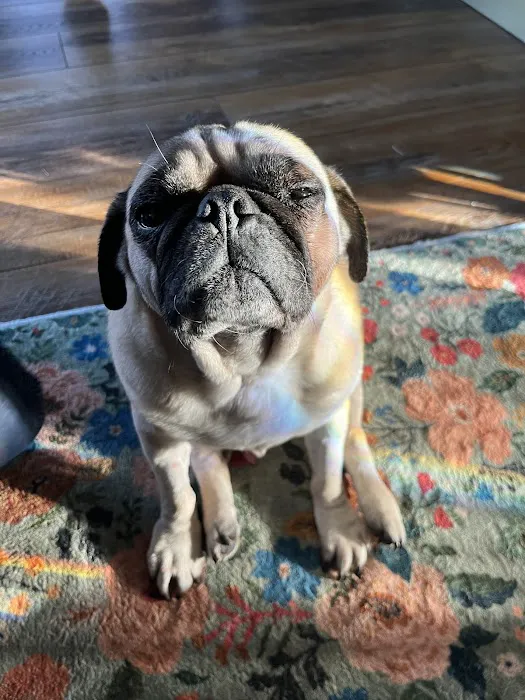 COVE Center of Veterinary Excellence Picture 5