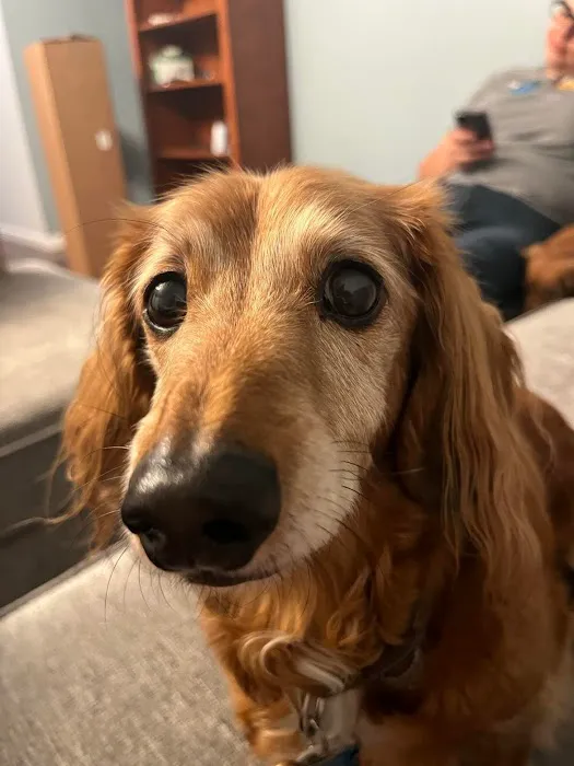 COVE Center of Veterinary Excellence Picture 9