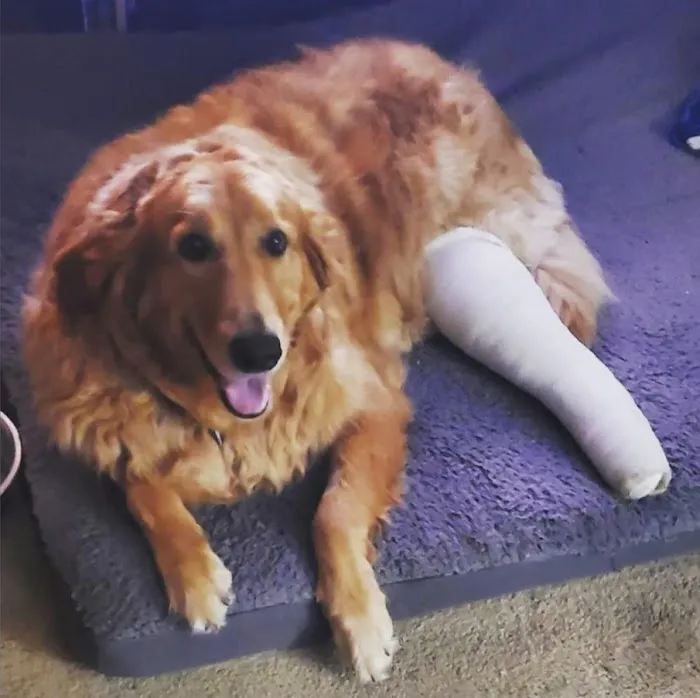 COVE Center of Veterinary Excellence Picture 8