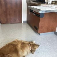 Waukesha Walk-in Vet Clinic ico