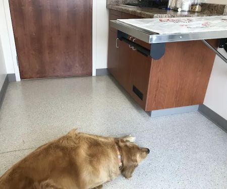 Waukesha Walk-in Vet Clinic