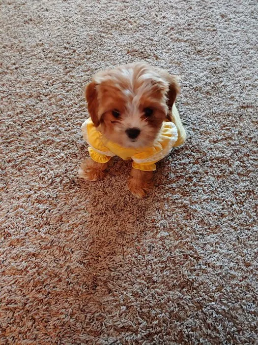 Waukesha Walk-in Vet Clinic Picture 5