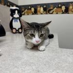 Cream City Kitty Clinic