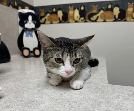 Cream City Kitty Clinic