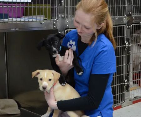 Westown Veterinary Clinic