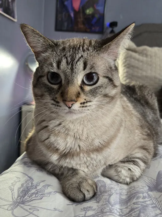 Westown Veterinary Clinic Picture 7